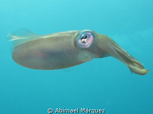 A friendly squid, Vieques, P.R. by Abimael Márquez 